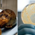 Scientists Make Bread With Yeast From Ötzi The Iceman