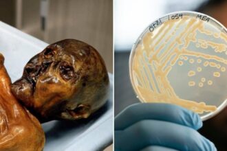 Scientists Make Bread With Yeast From Ötzi The Iceman