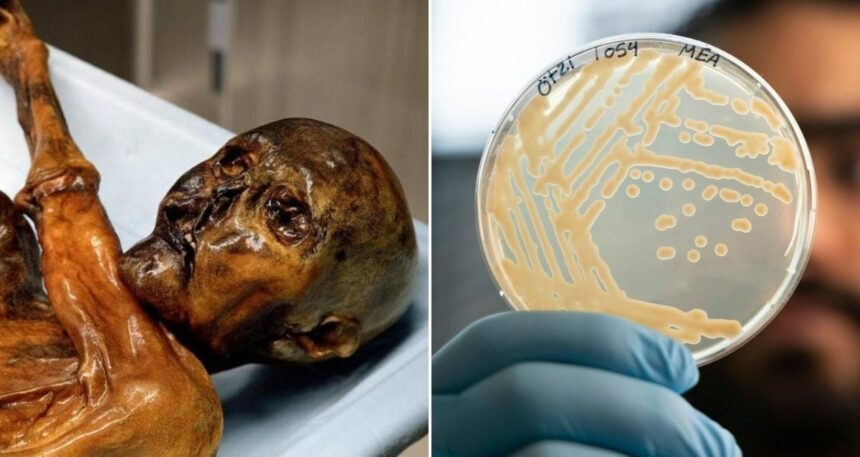 Scientists Make Bread With Yeast From Ötzi The Iceman