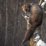 10 Animals Everyone Gets Wrong