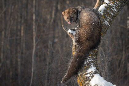 10 Animals Everyone Gets Wrong