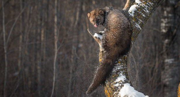 10 Animals Everyone Gets Wrong