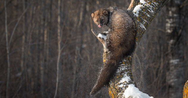 10 Animals Everyone Gets Wrong