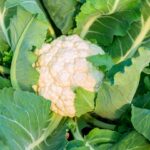 Why Do MMA Fighters and Wrestlers Get Cauliflower Ear?