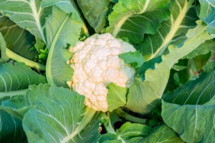Why Do MMA Fighters and Wrestlers Get Cauliflower Ear?
