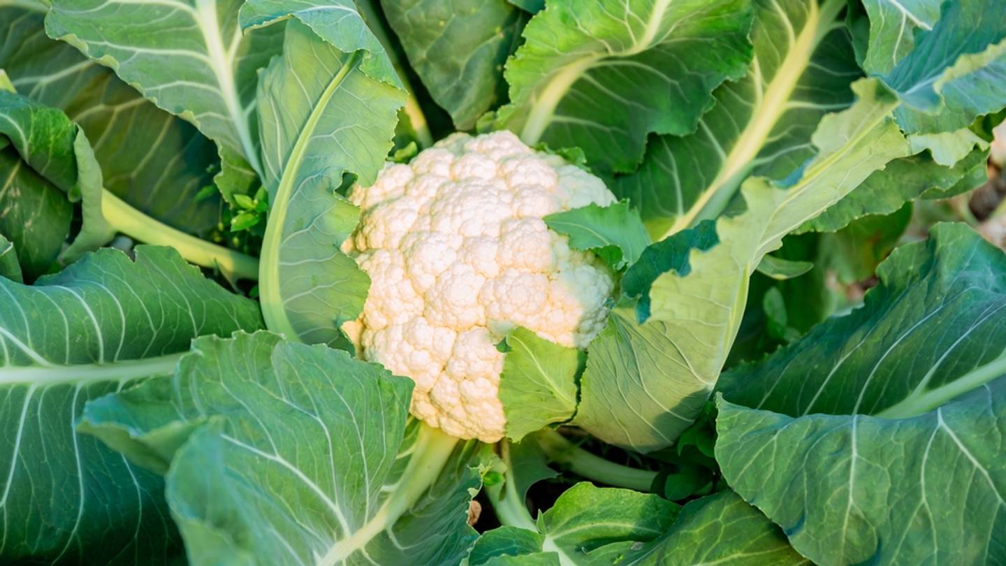 Why Do MMA Fighters and Wrestlers Get Cauliflower Ear?