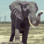 10 Rare Hybrids with Wild Backstories