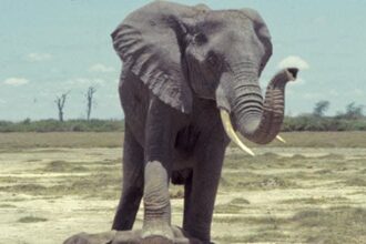 10 Rare Hybrids with Wild Backstories