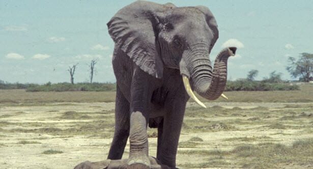 10 Rare Hybrids with Wild Backstories