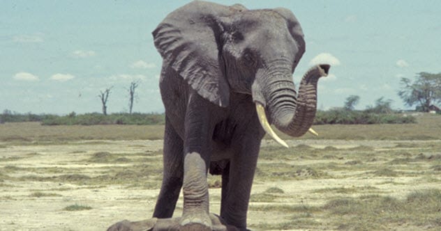 10 Rare Hybrids with Wild Backstories
