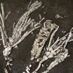 450-Million-Year-Old Crinoid Fossil Found With Soft Tissue Intact
