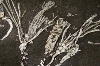 450-Million-Year-Old Crinoid Fossil Found With Soft Tissue Intact