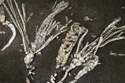 450-Million-Year-Old Crinoid Fossil Found With Soft Tissue Intact