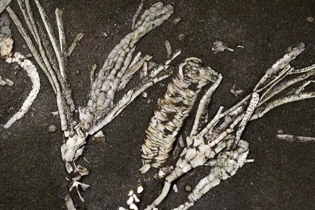 450-Million-Year-Old Crinoid Fossil Found With Soft Tissue Intact