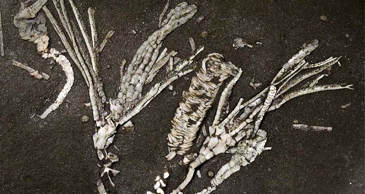 450-Million-Year-Old Crinoid Fossil Found With Soft Tissue Intact