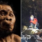 Homo Naledi Skeletons Found South Africa Are All Female
