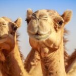 Ten Strange Things You Never Knew about the Wild West