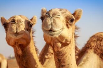 Ten Strange Things You Never Knew about the Wild West