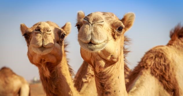 Ten Strange Things You Never Knew about the Wild West