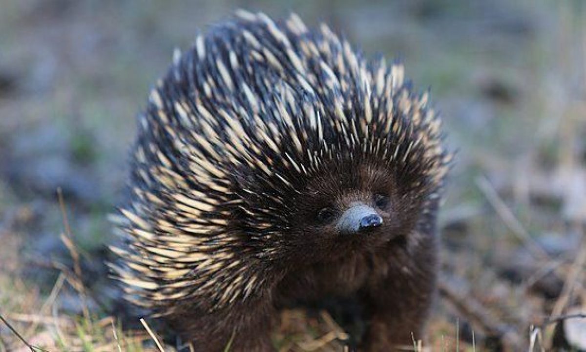 10 Crazy Things Nature Does with Mucus