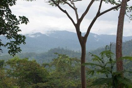10 Mystifying Rainforest Mysteries That Baffle Scientists