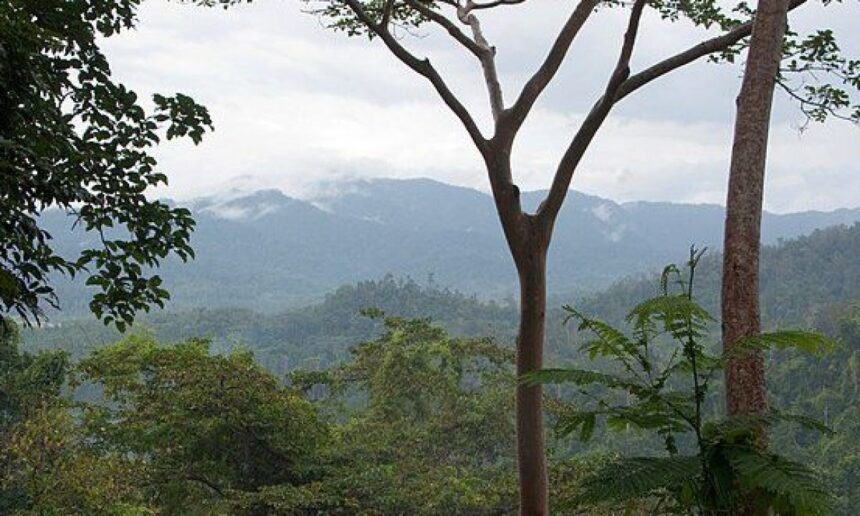 10 Mystifying Rainforest Mysteries That Baffle Scientists