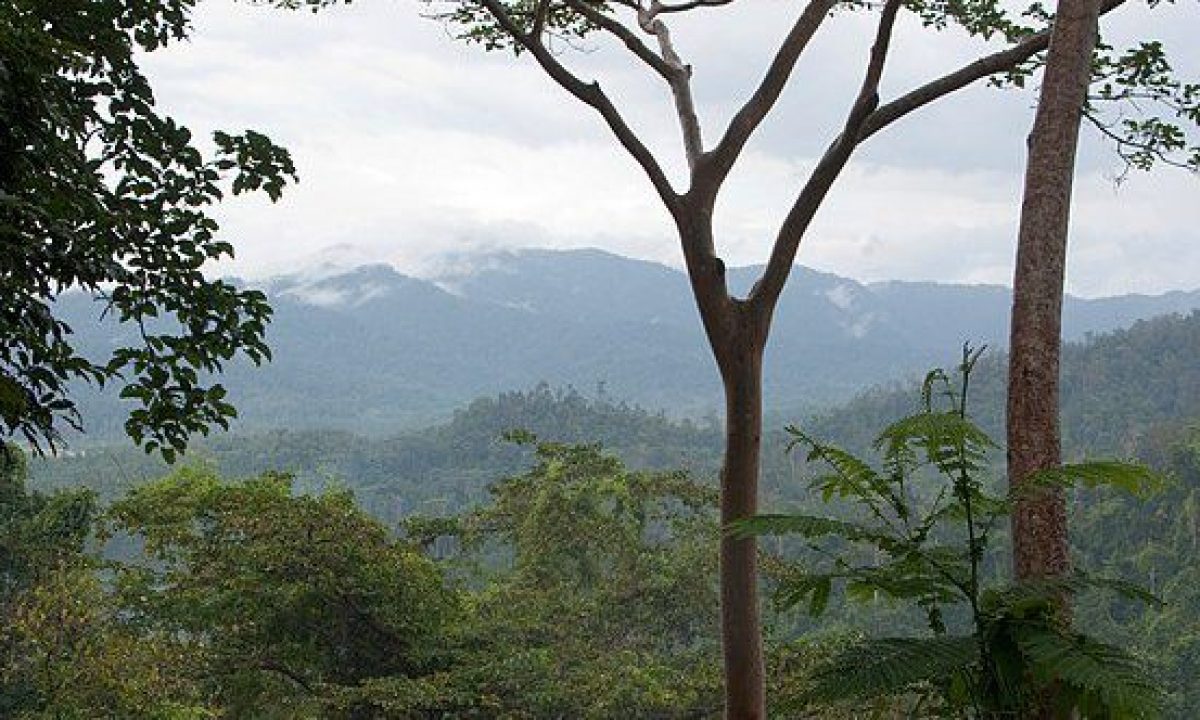 10 Mystifying Rainforest Mysteries That Baffle Scientists