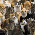 Top 10 Places Famous For Bizarre Reasons