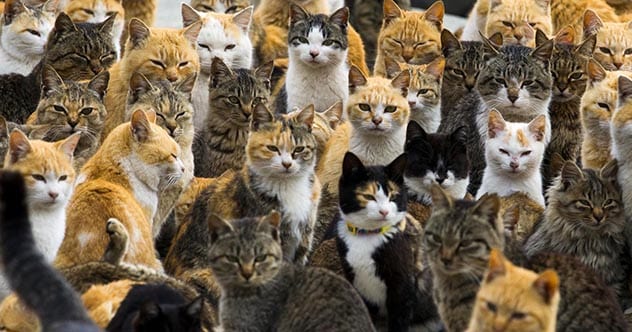 Top 10 Places Famous For Bizarre Reasons