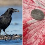 Do Crows Really Leave Gifts For Humans Who Feed Them?