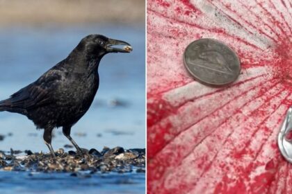Do Crows Really Leave Gifts For Humans Who Feed Them?