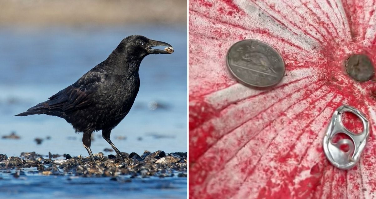 Do Crows Really Leave Gifts For Humans Who Feed Them?