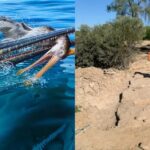 Fossil Shows A Pterosaur Eaten By An Ichthyosaur Eaten By A Pliosaur