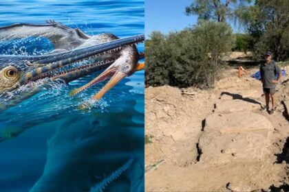 Fossil Shows A Pterosaur Eaten By An Ichthyosaur Eaten By A Pliosaur