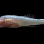 ‘Demon Cavefish’ Species Discovered Inside Alabama Caverns