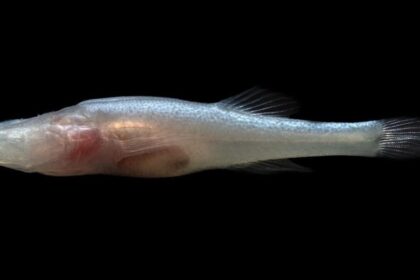 ‘Demon Cavefish’ Species Discovered Inside Alabama Caverns