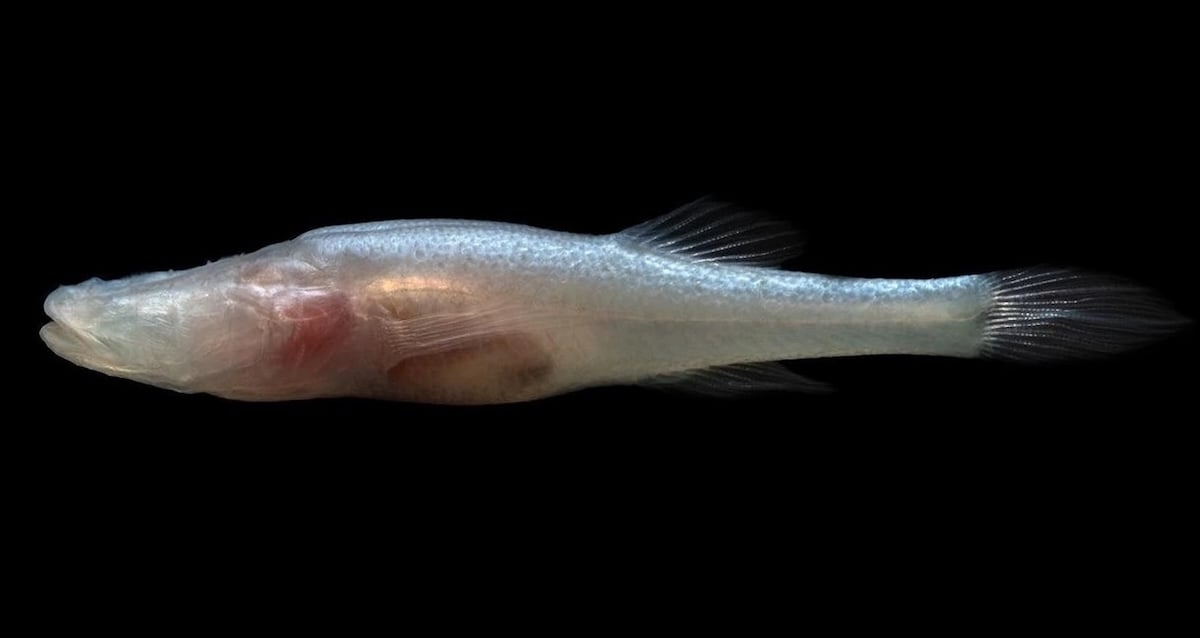 ‘Demon Cavefish’ Species Discovered Inside Alabama Caverns