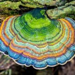 Top 10 Bizarre Natural Phenomena In Everyday Foods