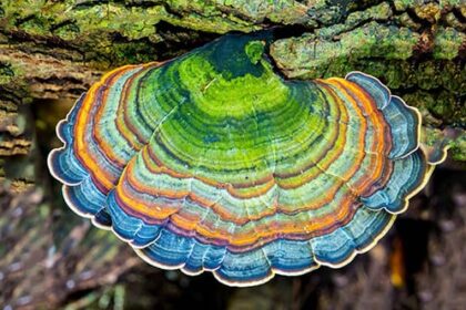 Top 10 Bizarre Natural Phenomena In Everyday Foods