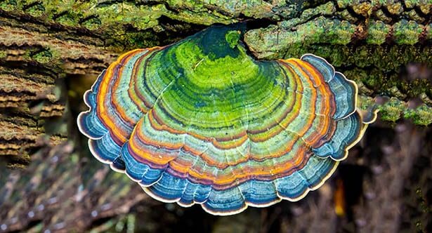 Top 10 Bizarre Natural Phenomena In Everyday Foods