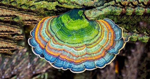 Top 10 Bizarre Natural Phenomena In Everyday Foods
