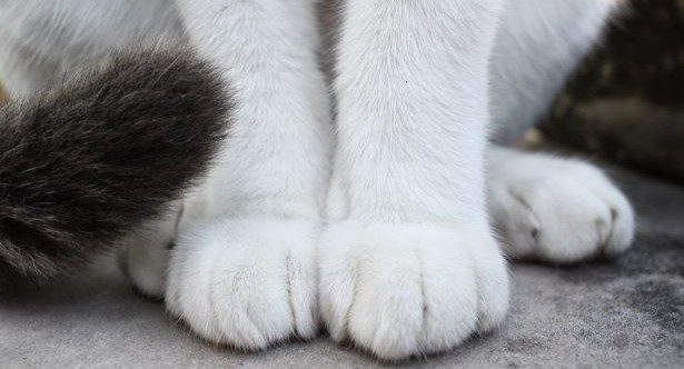 10 of the Weirdest Things Held in Libraries and Archives